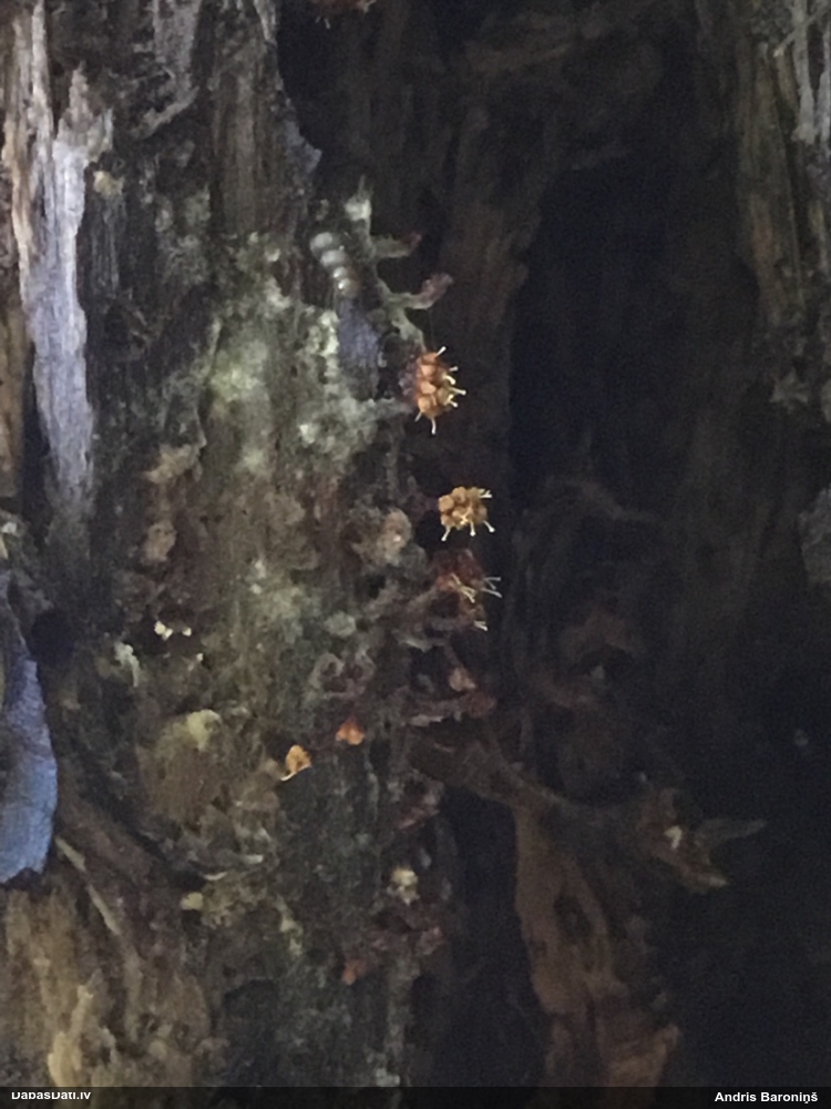 Pilienīte (nenoteikta)