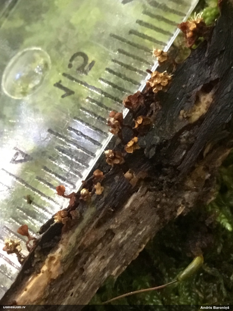 Pilienīte (nenoteikta)