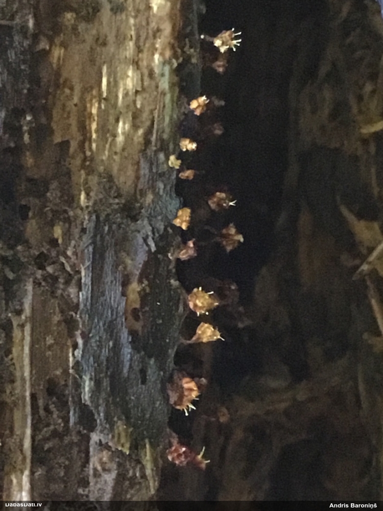 Pilienīte (nenoteikta)