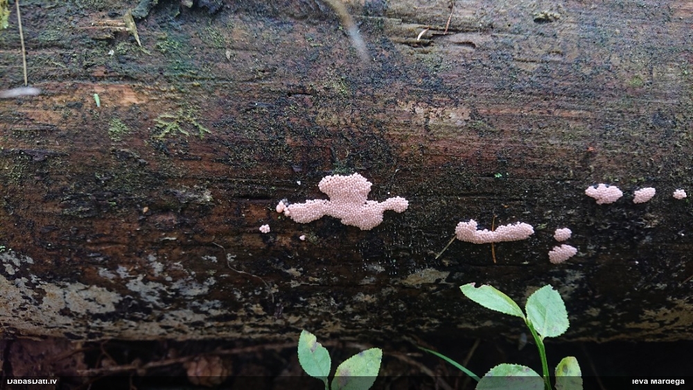 Rūsainā sprodzīte