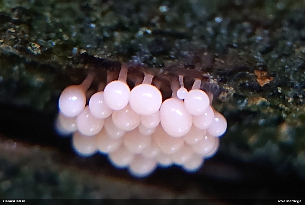 Rūsainā sprodzīte