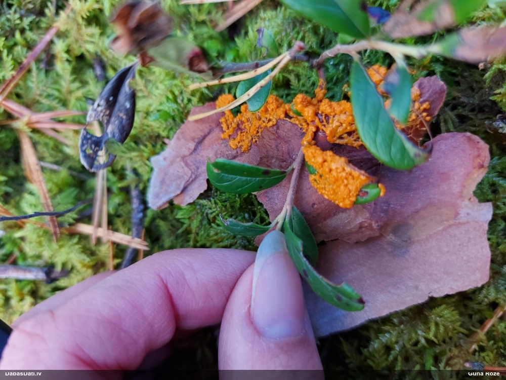 Paciņu ragansviests / trauslā lāsenīte