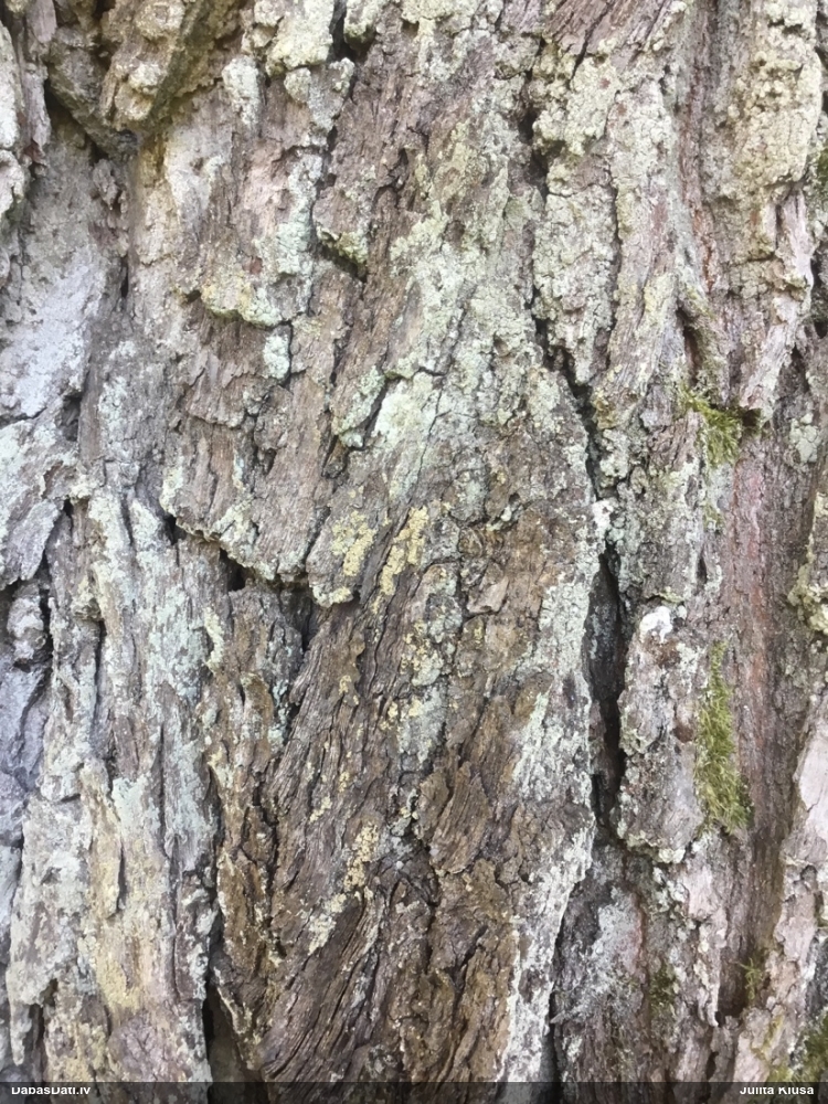 Zvīņainā hipocenomice