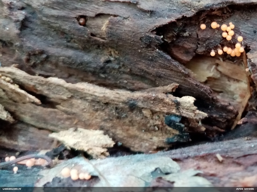 Pilienīšu dzimtas gļotsēne (nenoteikta)