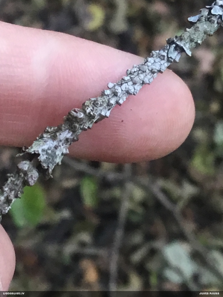 Lekanora (nenoteikta)