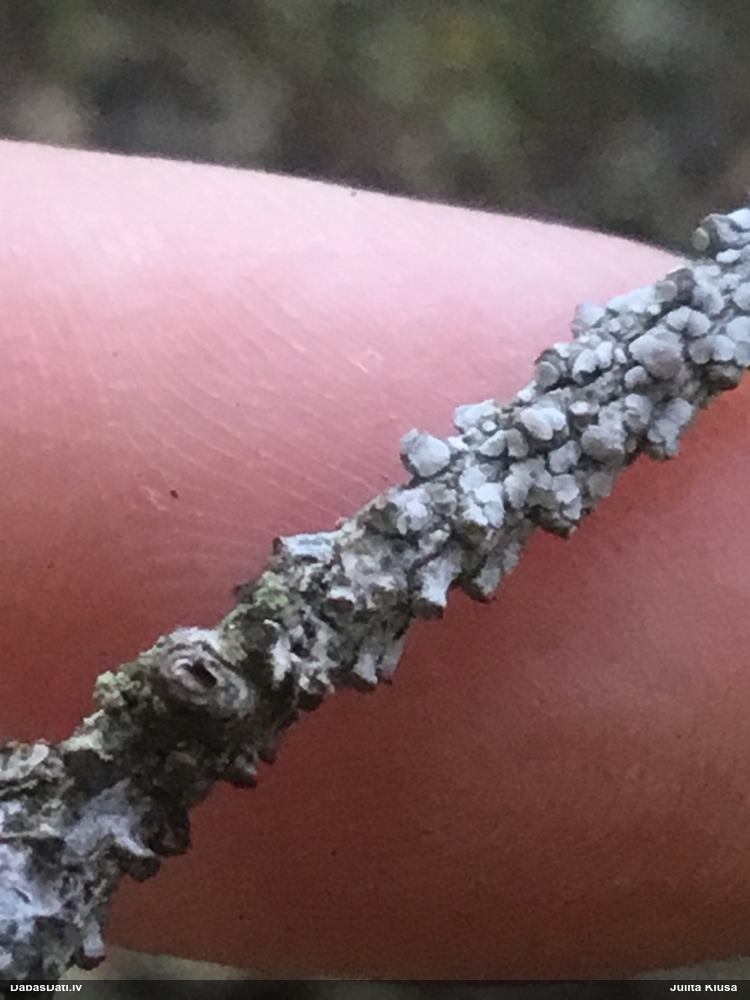 Lekanora (nenoteikta)