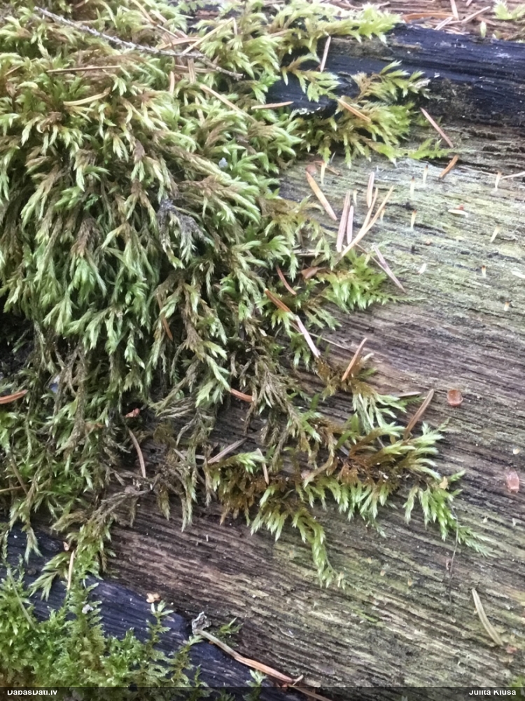 Lapsastes vienādvācelīte