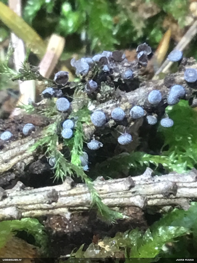 Pelēkbaltā pumpurīte