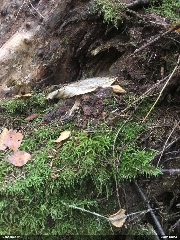 Pelēkbaltā pumpurīte