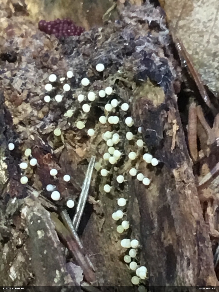 Pelēkbaltā pumpurīte