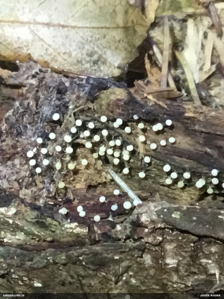 Pelēkbaltā pumpurīte