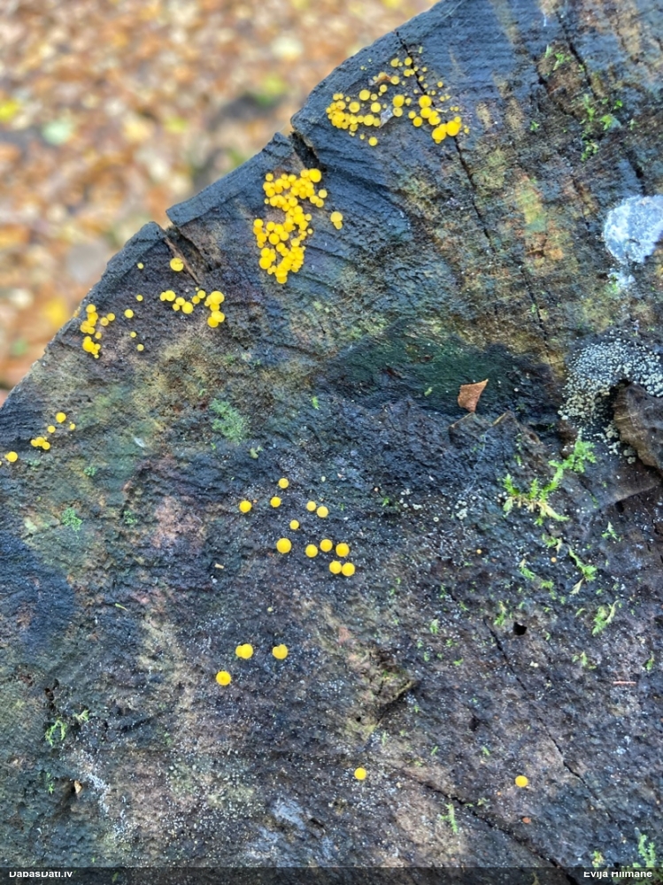 Citronu bisporella