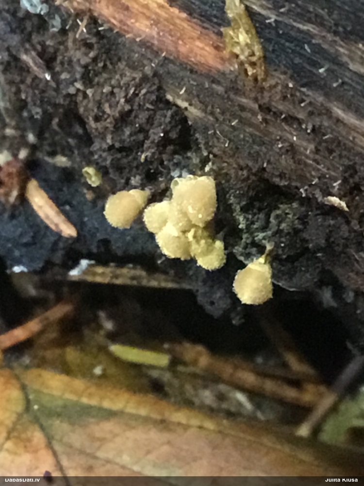 Apkaklītes pilienīte