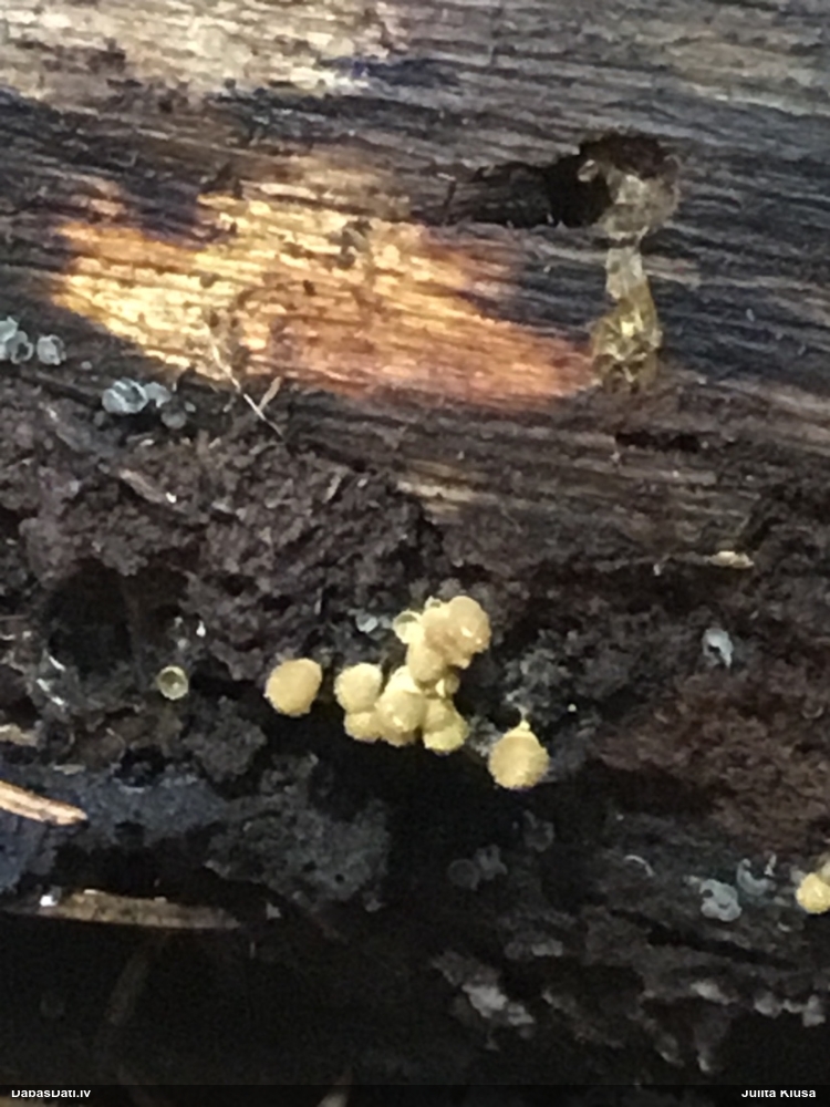 Apkaklītes pilienīte