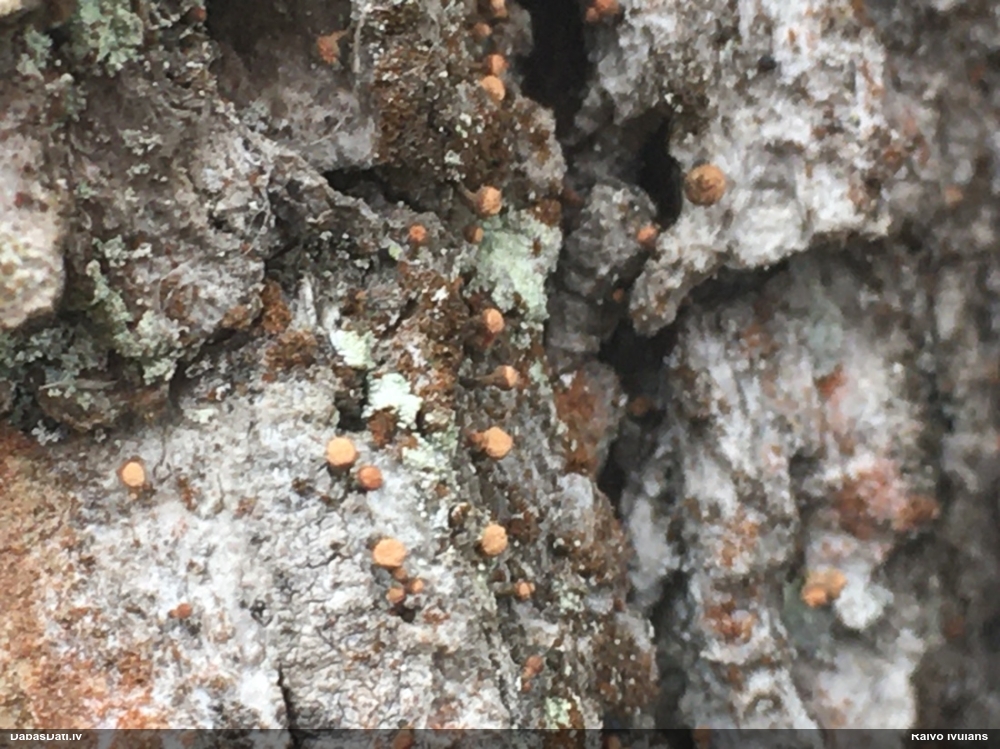 Sklerofora Sclerophora coniophaea