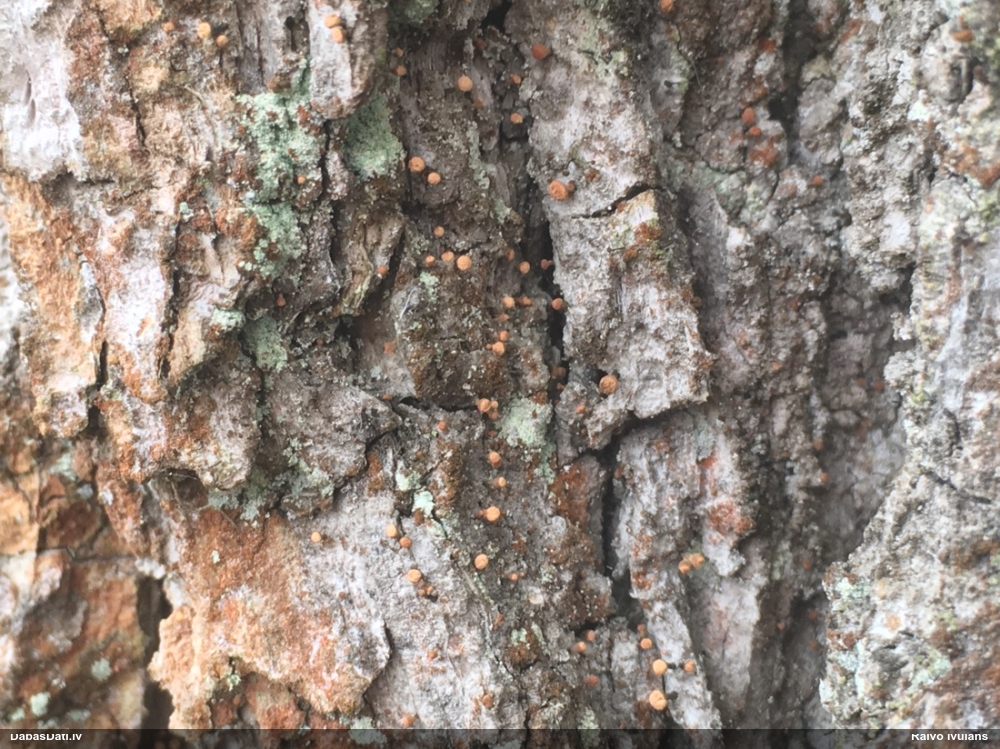 Sklerofora Sclerophora coniophaea