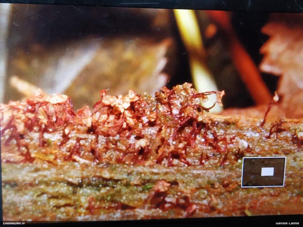 Lākturīte (nenoteikta)