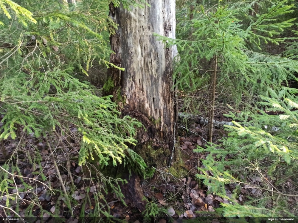 Nokarenā pumpurīte