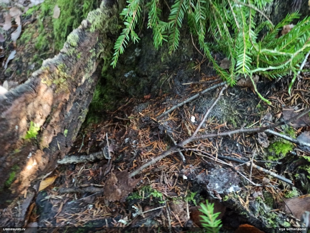 Nokarenā pumpurīte