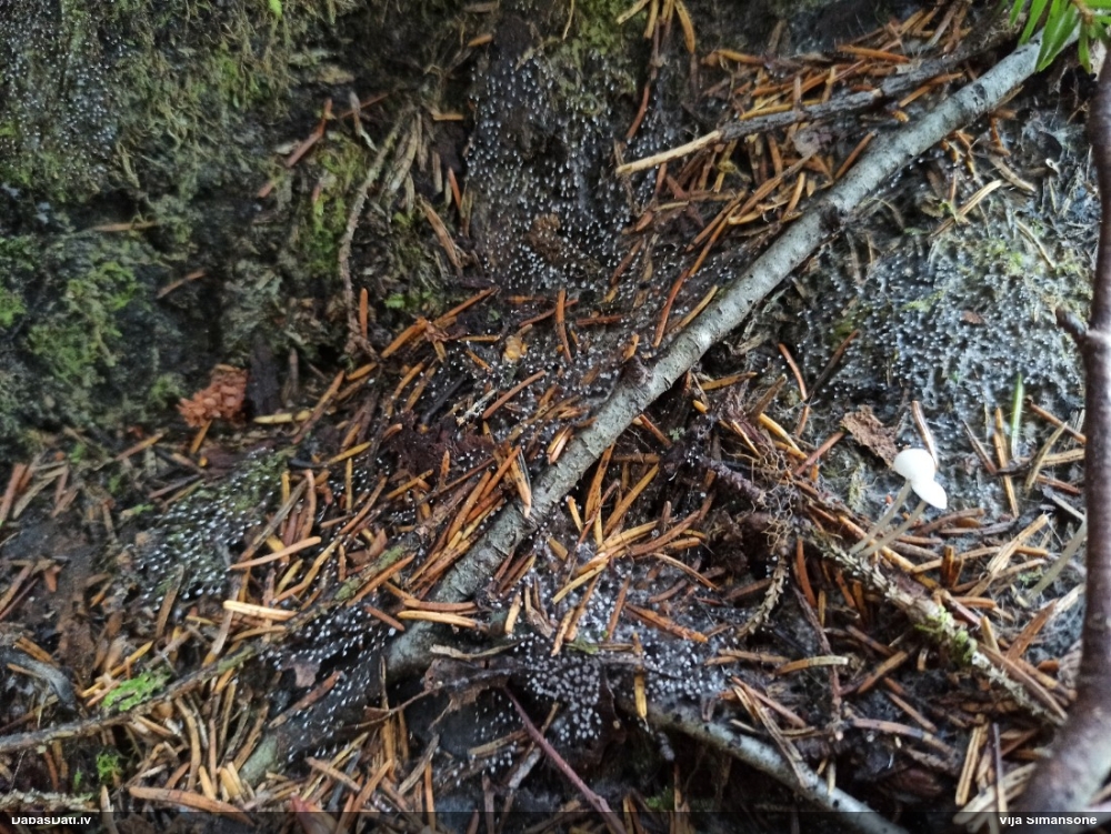 Nokarenā pumpurīte