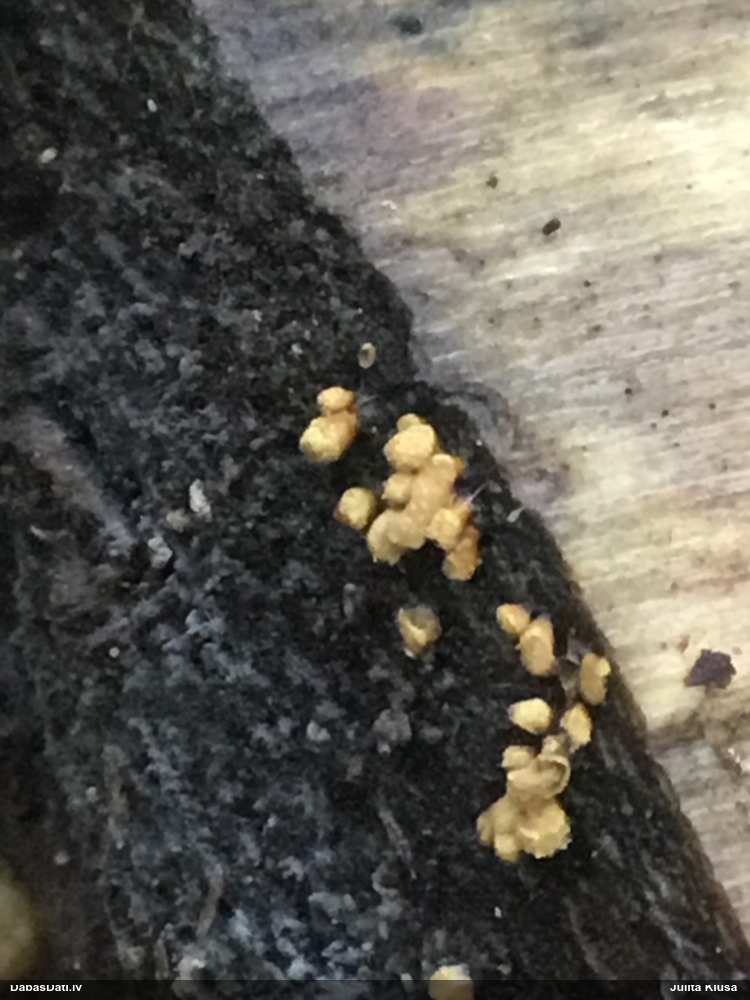 Apkaklītes pilienīte