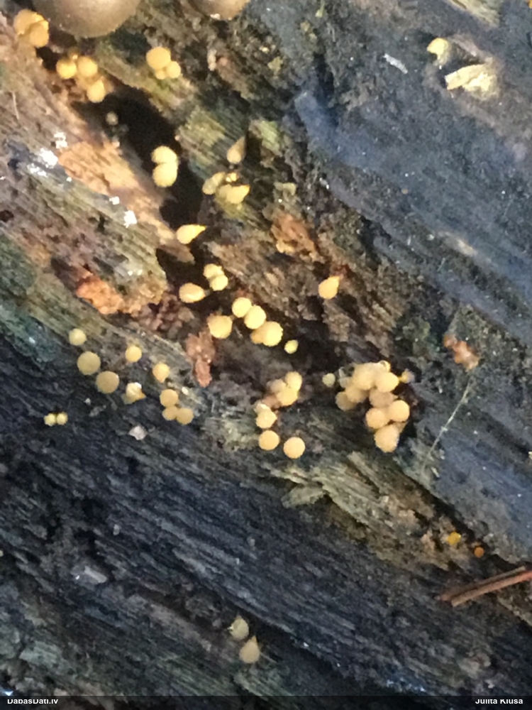 Apkaklītes hemitrihija