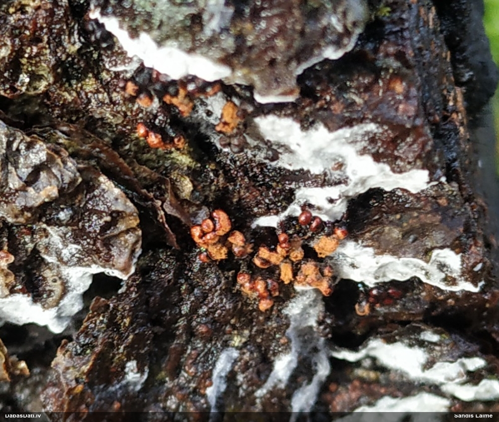 Pilienīšu dzimtas gļotsēne (nenoteikta)