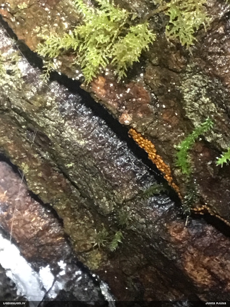 Pilienīšu dzimtas gļotsēne (nenoteikta)