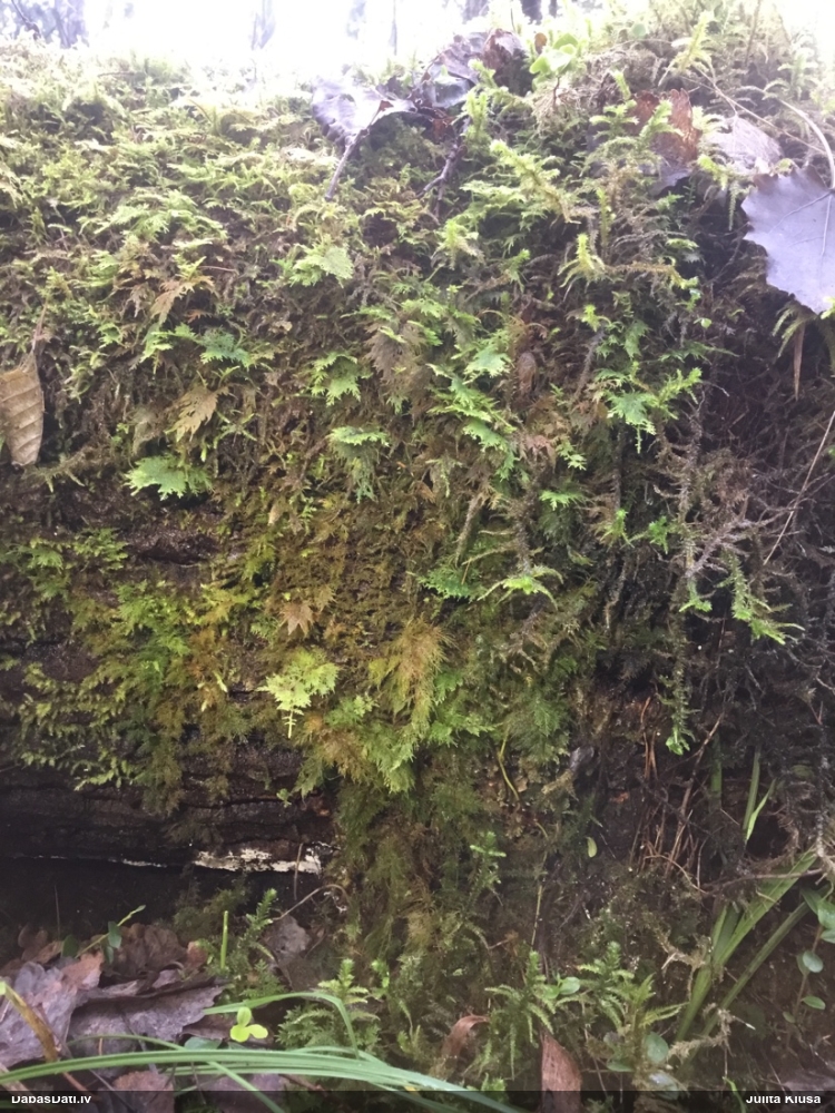 Pilienīšu dzimtas gļotsēne (nenoteikta)