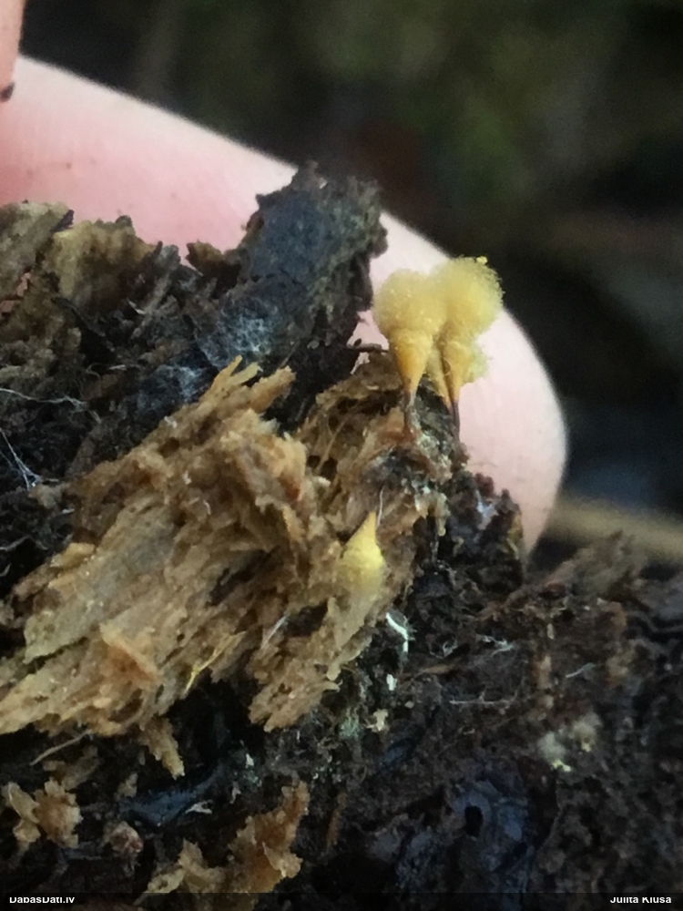 Apkaklītes pilienīte