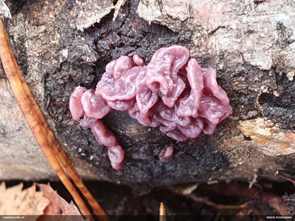 Krokainā purpurlāsene