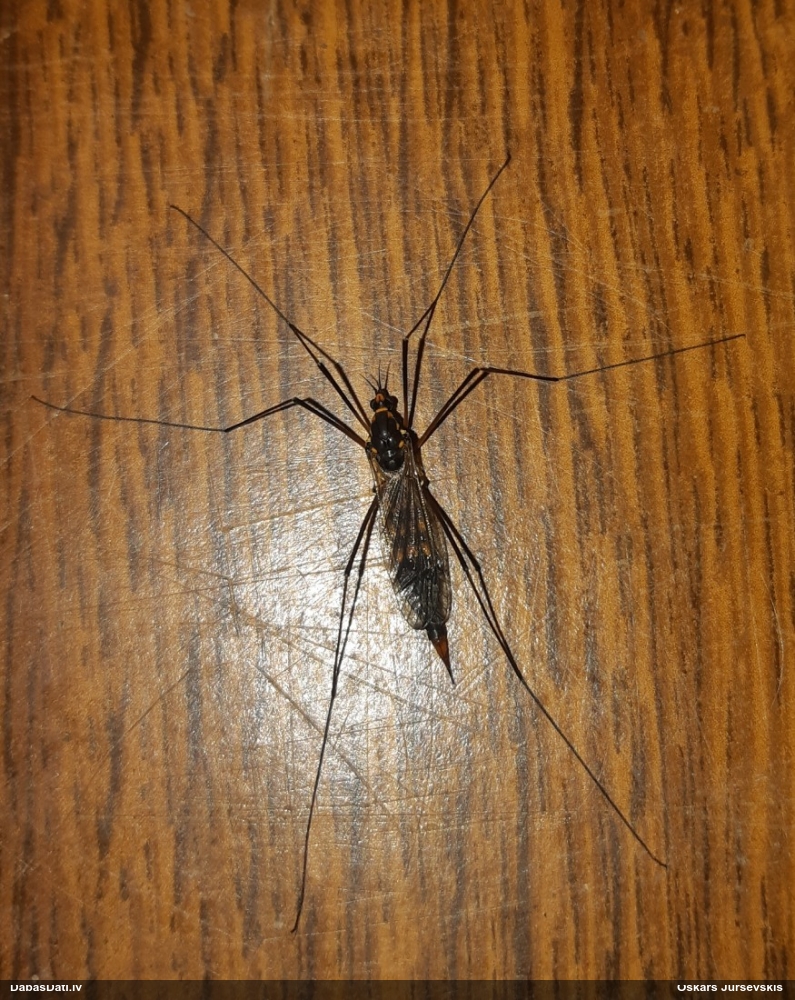 Garkājods Nephrotoma sp.