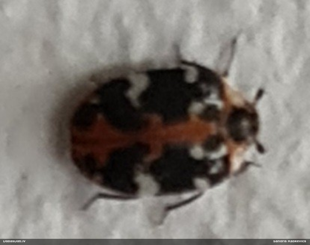 Ādgrauzis Anthrenus scrophulariae