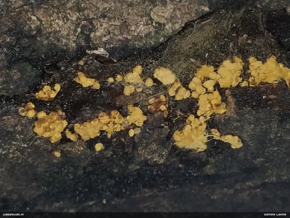 Daudzveidīgā pilienīte