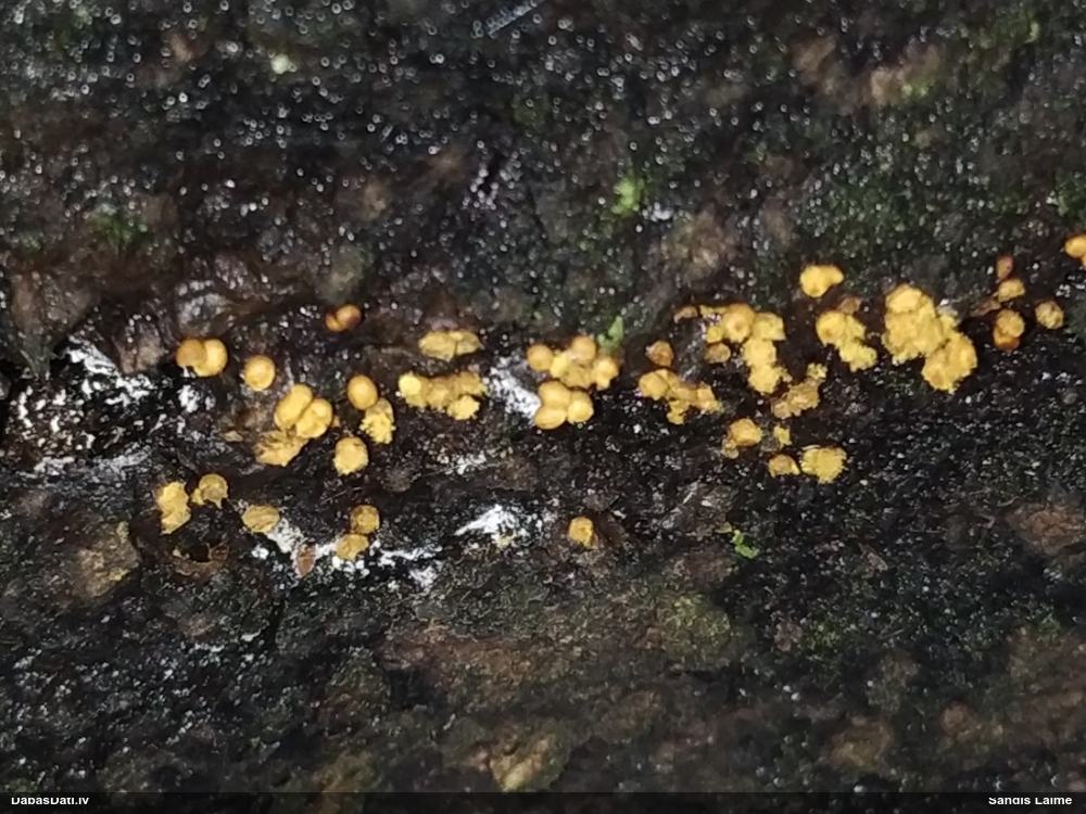 Daudzveidīgā pilienīte