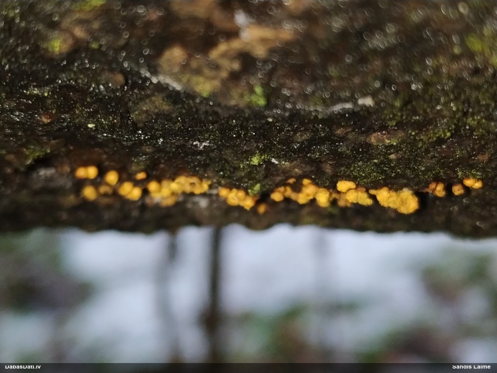 Daudzveidīgā pilienīte