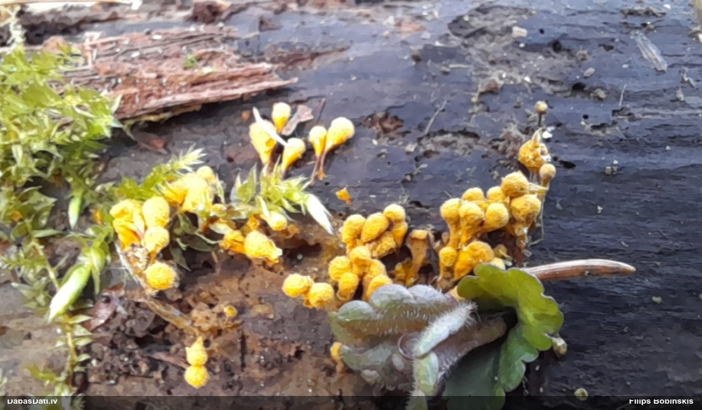 Hemitrihija (nenoteikta)