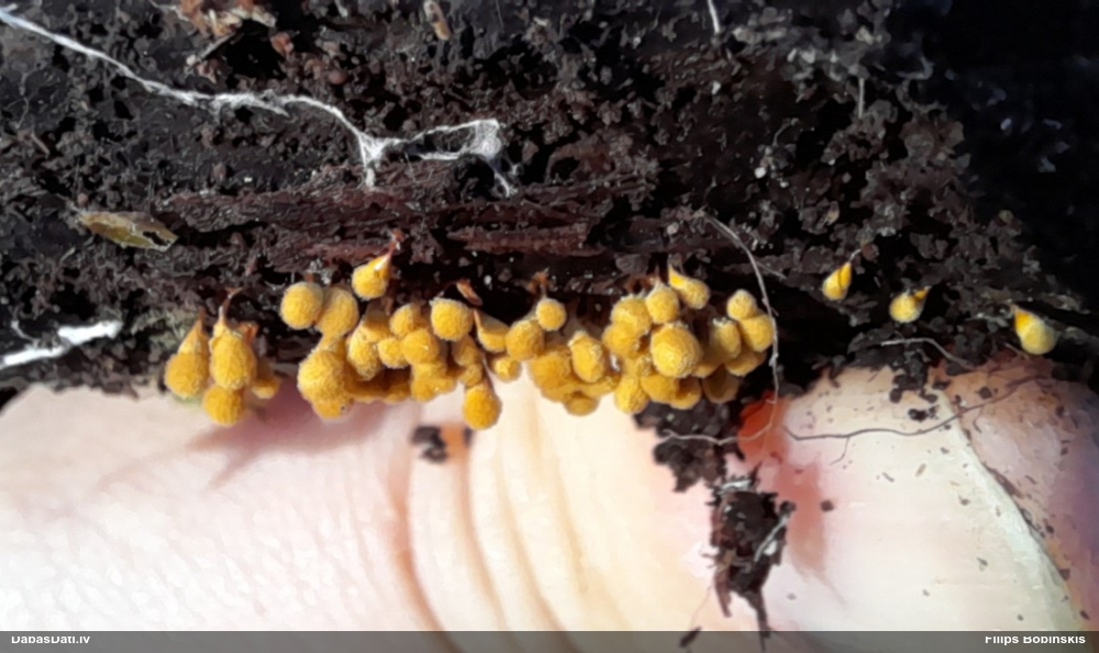 Vāles / apkaklītes pilienīte