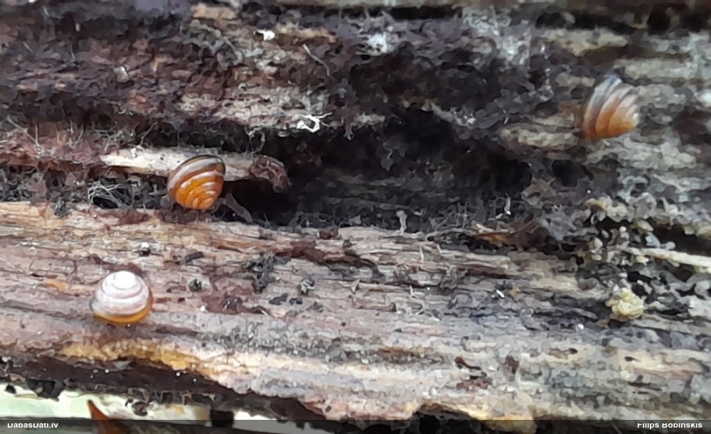 Konusspolīte (nenoteikta)