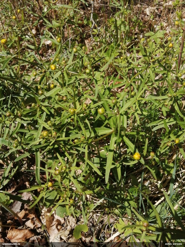 goldilocks Buttercup