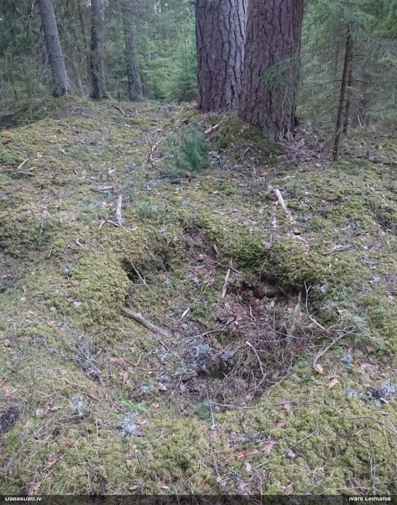 Bezlapu buksbaumija