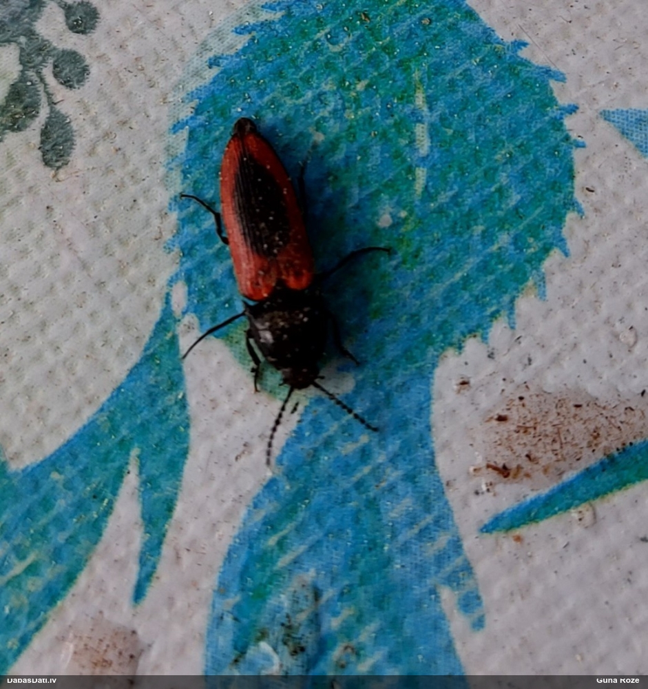 Sprakšķis Ampedus sanguinolentus