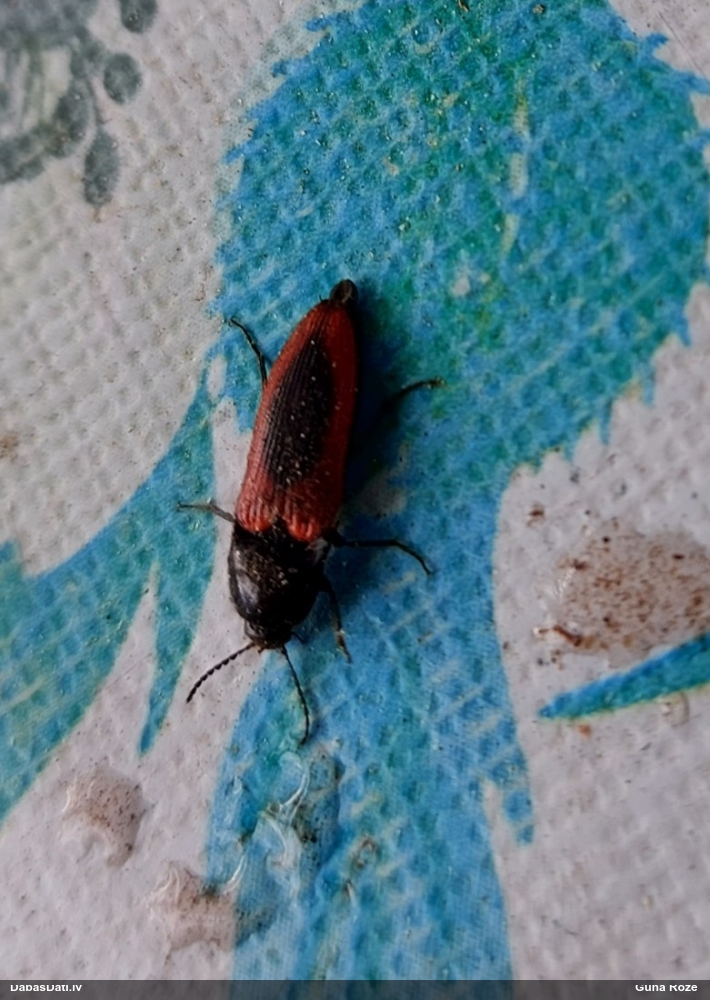 Sprakšķis Ampedus sanguinolentus