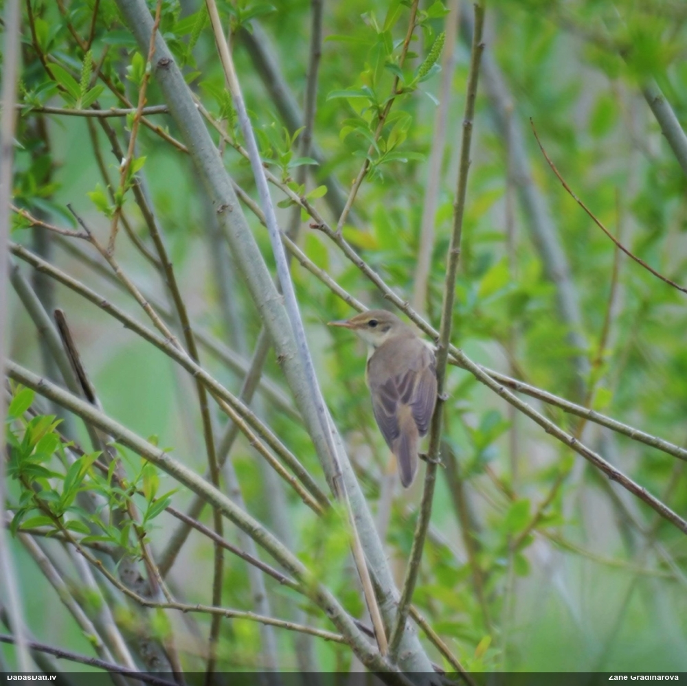 болотная камышевка