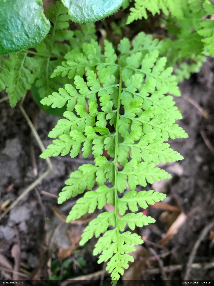 brittle Bladder-fern