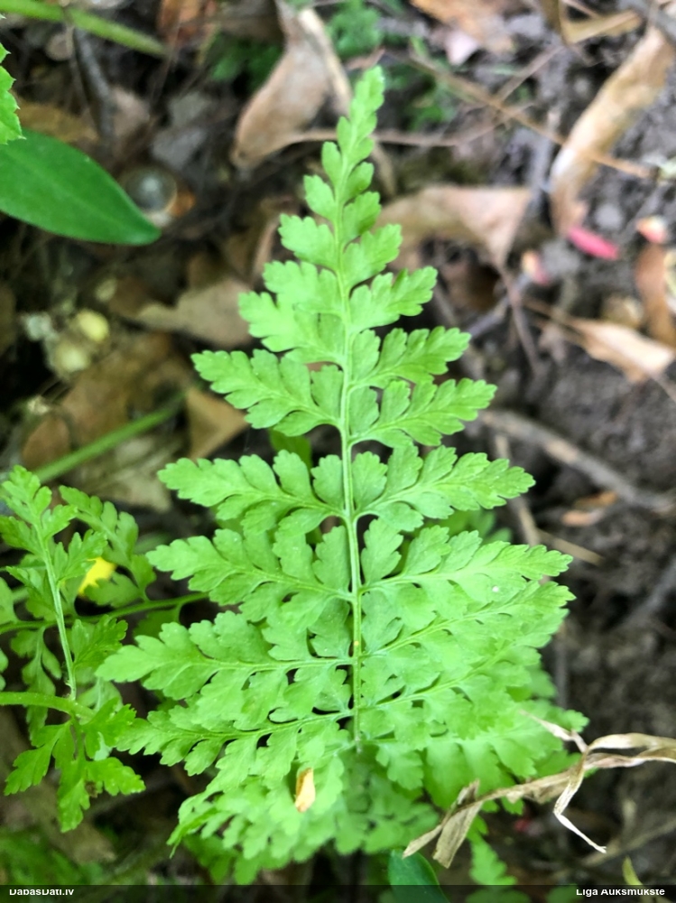 brittle Bladder-fern