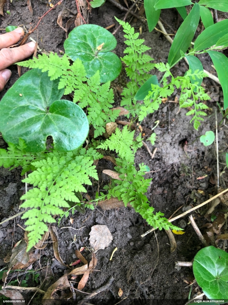 brittle Bladder-fern
