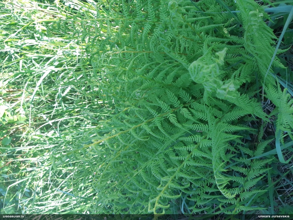 Parastā sievpaparde