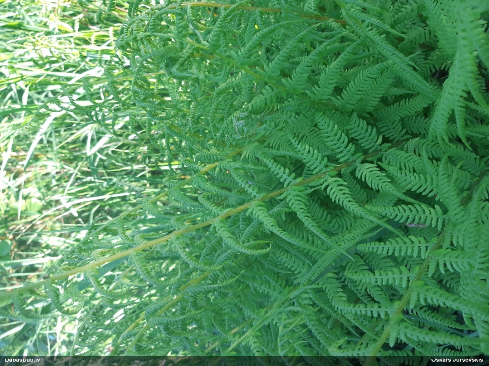 Parastā sievpaparde