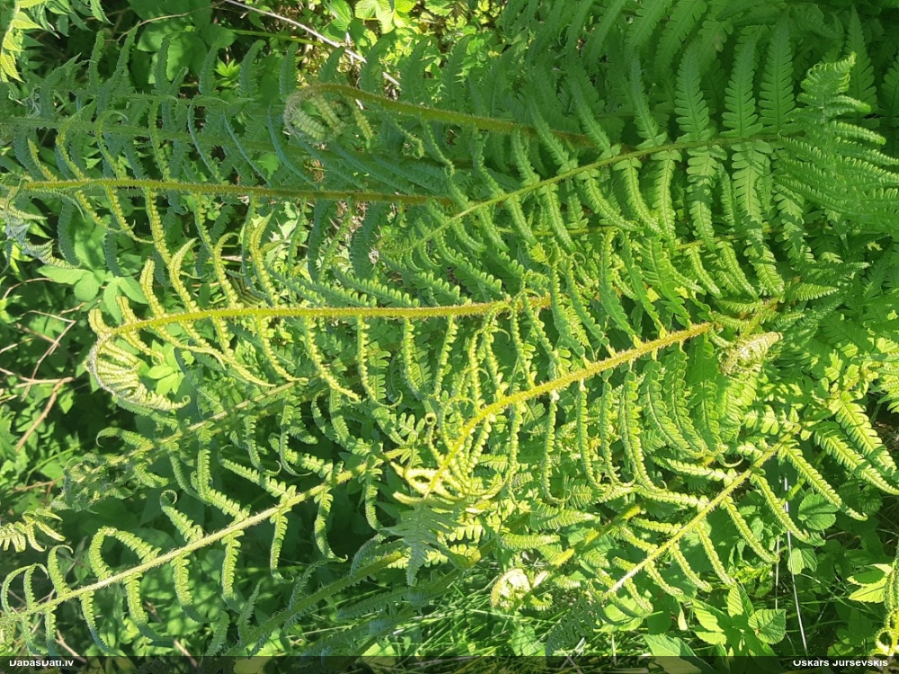 Melnā ozolpaparde, vīrpaparde